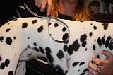 DALMATIEN - BROSSAGE 054